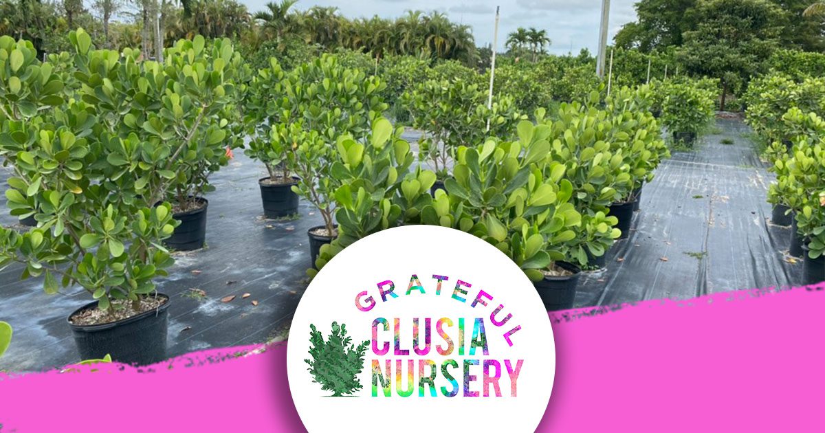 Clusia plants
